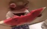 MonkeyVP emote