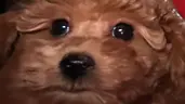 ToyPudel emote