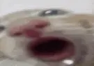 ssacz emote
