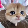 OwO emote