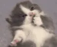 mleming emote