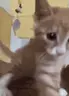catSlap emote