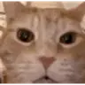 JA emote
