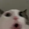 poggingsohard emote
