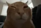 CatLookingSussyAndSleepy emote