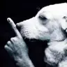 cicho emote