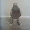 skin0 emote