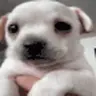 scawy emote