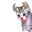 YO