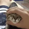 n1gel1337 emote