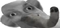 sloniu emote