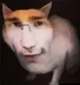 pazile emote