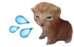 CatTuah emote