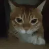 MadChatting emote