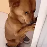 GotBaited emote