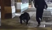 ybgCrawl emote