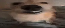 d emote