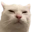 catSUS