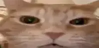 keking emote
