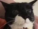 tuh emote