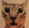 ALTA emote