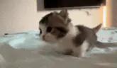 Cheguei emote