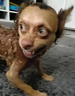 angryDog emote