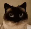 aham emote