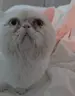 sockMeow emote