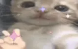 qq_biddy emote