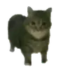 OIIAIOIIIAI emote