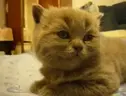 zuh emote