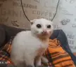 сима emote