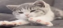 sonin emote
