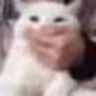 tiiishee emote
