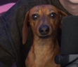 Lara emote