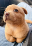xmm emote