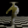 MILKMAN