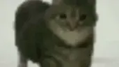 uia emote