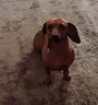 laritaPls emote