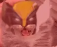 WOLV emote