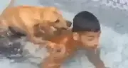 perrosesino emote
