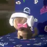 catJam emote