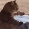 Spin emote