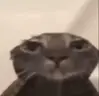 minhahonestareacao emote