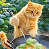 LETHIMCOOK emote