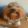 dumbfuck emote