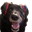 siriWOWERS