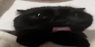 mlem emote