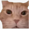 CatMock emote